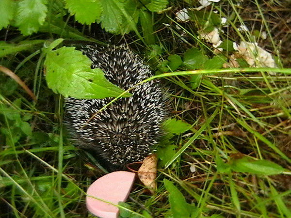 Ирина Родионова