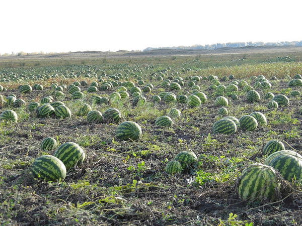 Уланбек Анарбаев