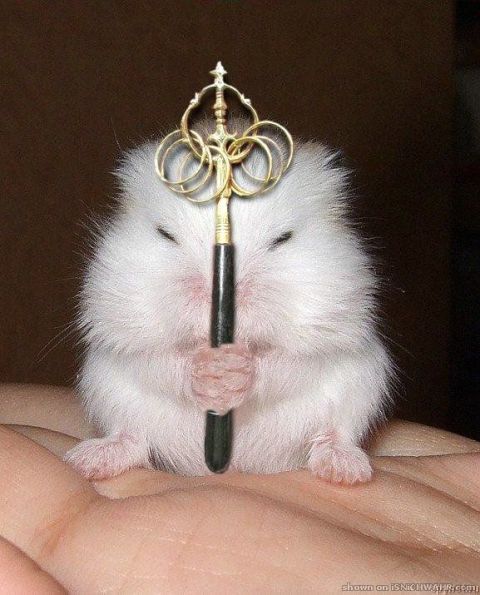 Юлия Шорсткая