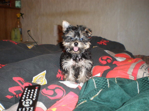 Анна Сапунова