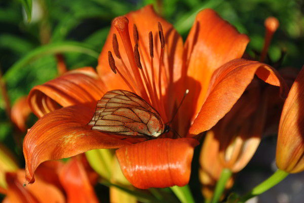 Наталья Разумова