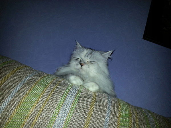 Алексей Петров