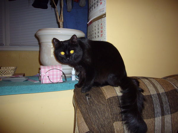 Ксения Ксения