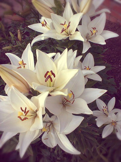 Зариночка Зарипова