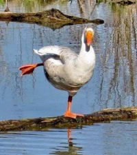 С Новым Годом!