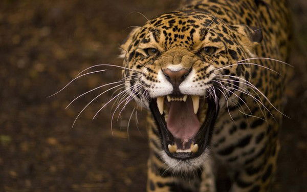 Евгений Писаренко