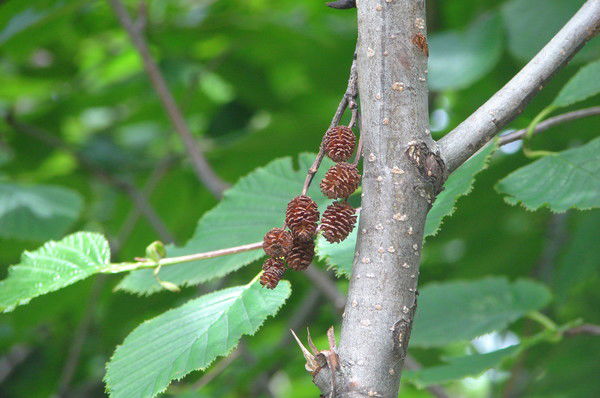 Андрей Довиденко