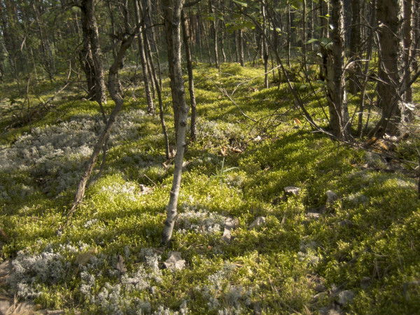 Ольга Долматова