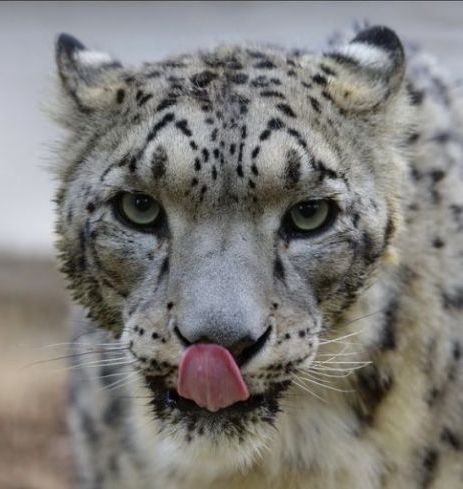 Лена Кузюкина