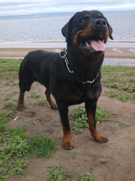 Евро Стандарт Евро Стандарт