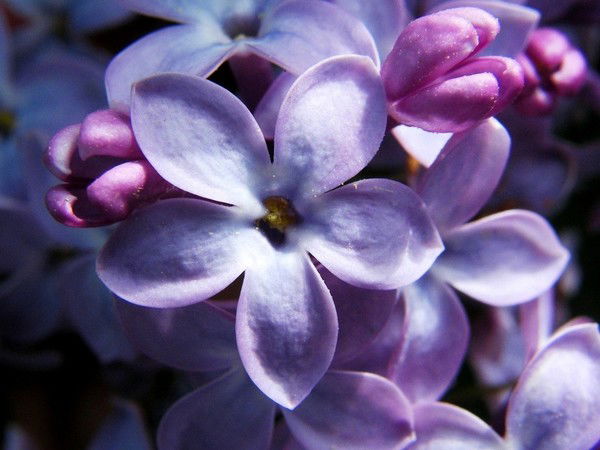 Эльмира Сырлыбаева