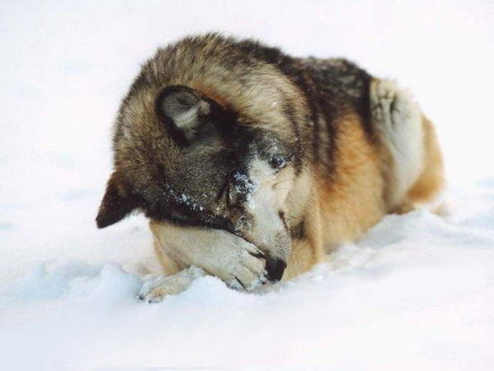 Одинокий Волк