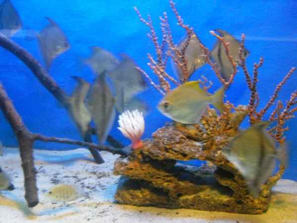 Светлана Усова