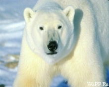 Михаил Алексеенко