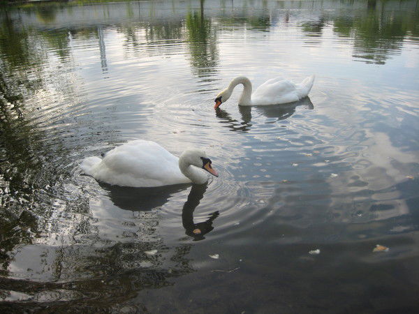 Марина Навроцкая