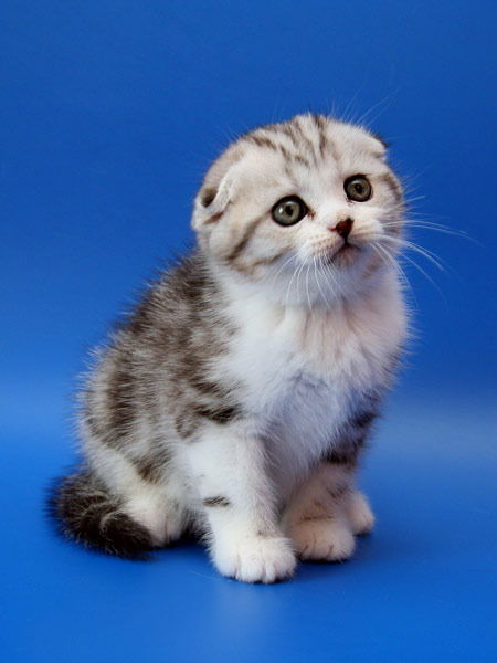 Наталья Гельманова