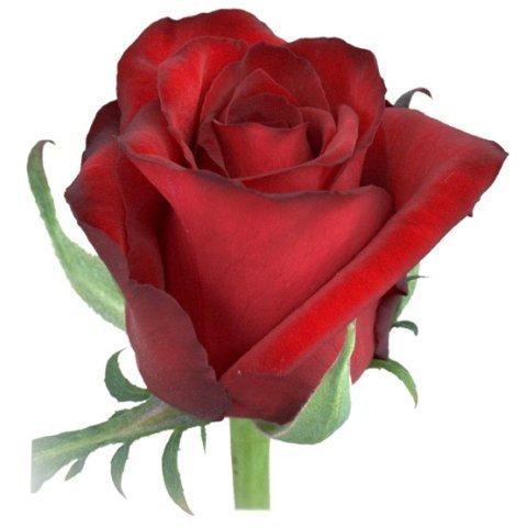 Раушан Магауина