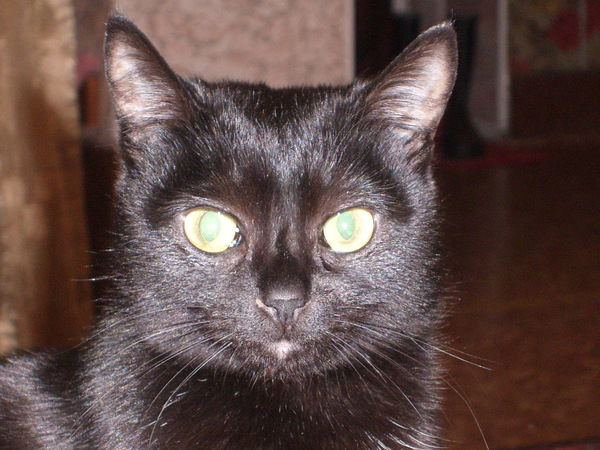 Андрей Кузнецов