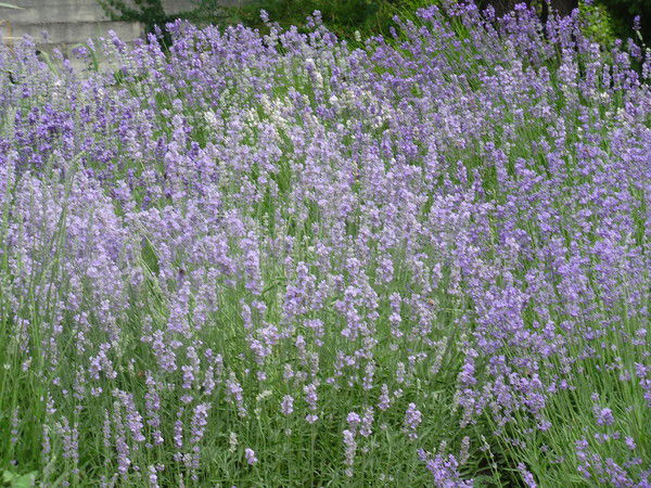 Вита Линник