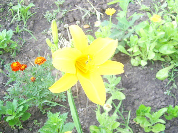 Валентина Емельянова(Дудка)