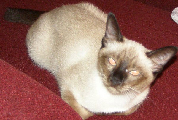 Елена Прекрасная