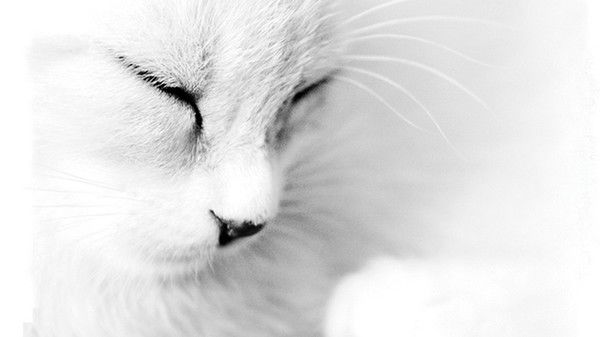 Елена Смирнова