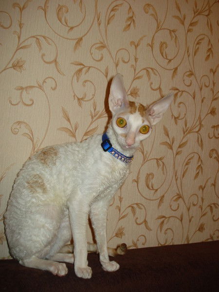 Ирина Талаквадзе