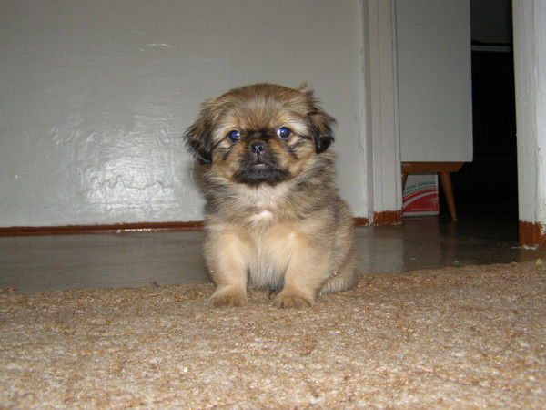 Андрей Загороднов