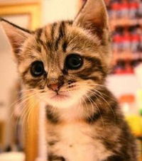 Иван Галимов