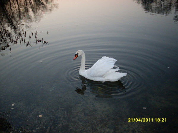 Наталия Степанча