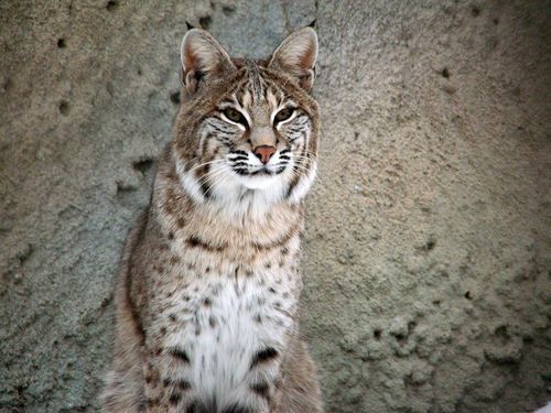 Екатерина Шамратова