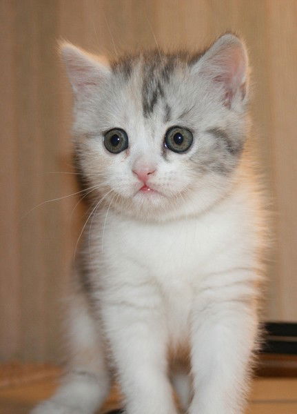 Галина Павловская