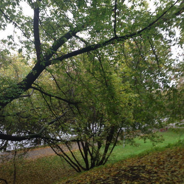 Наталья Старкова