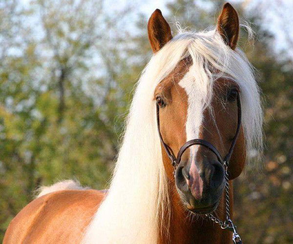 Яна Краснопёрова