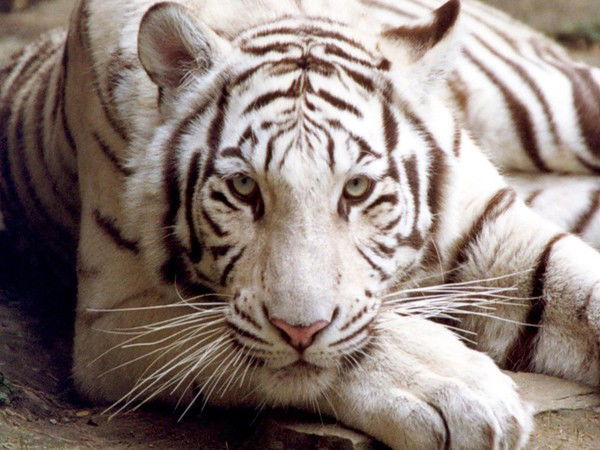 Виталя Смирнов