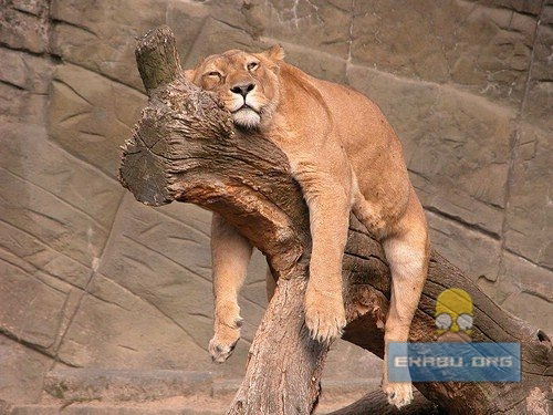 Наташа Шохина