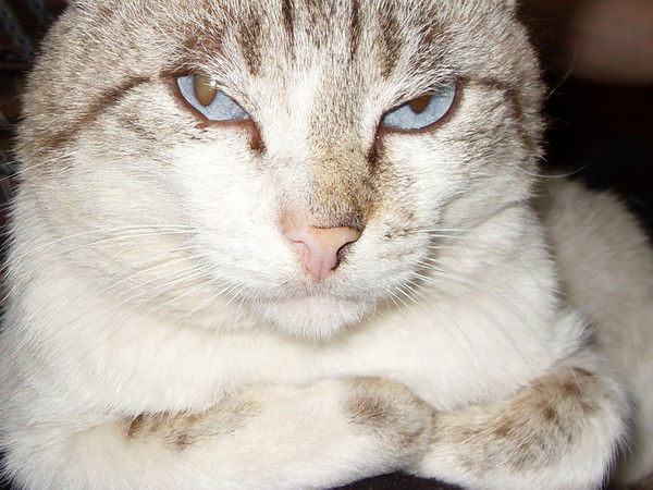 Алена Мякотных