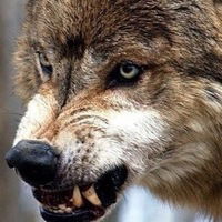 Арсентий Матвиенко