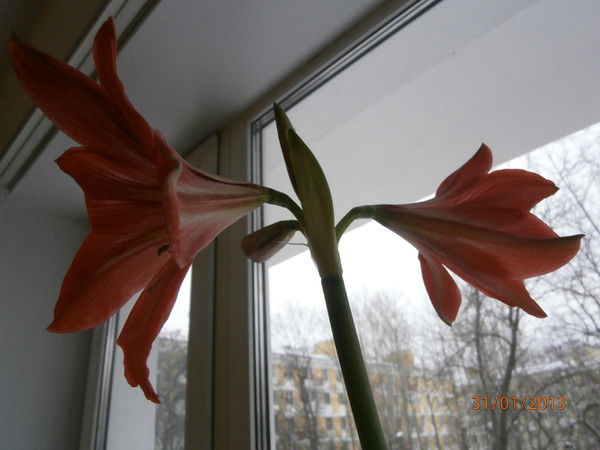 Мария Новикова