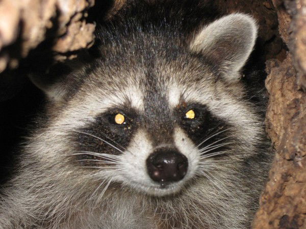 Ольга Сктв Магнит