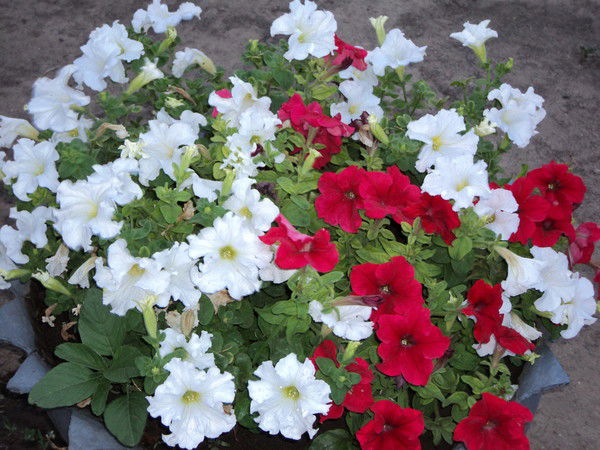 Наталья ******