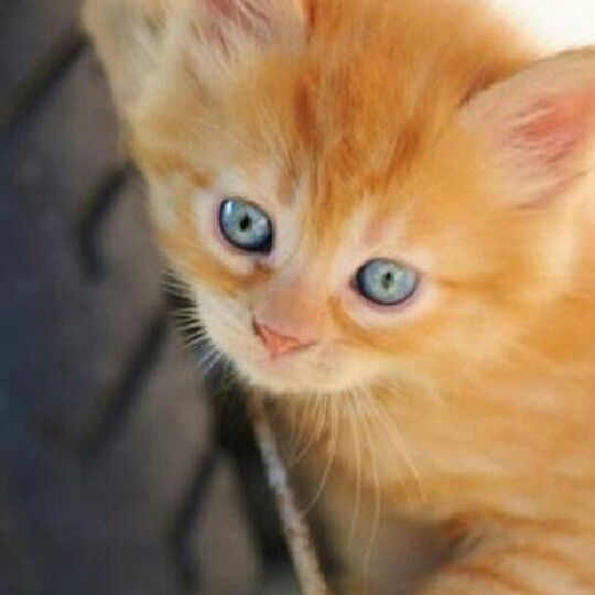 Екатерина Билокоз