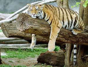 Вячеслав Ильин