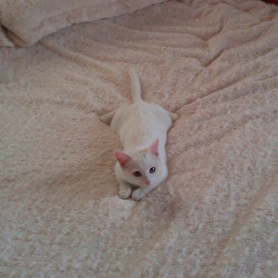 Анна Ардашева