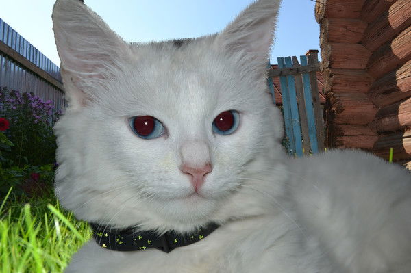 Артем Лебедев