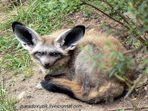 Денис Толстов