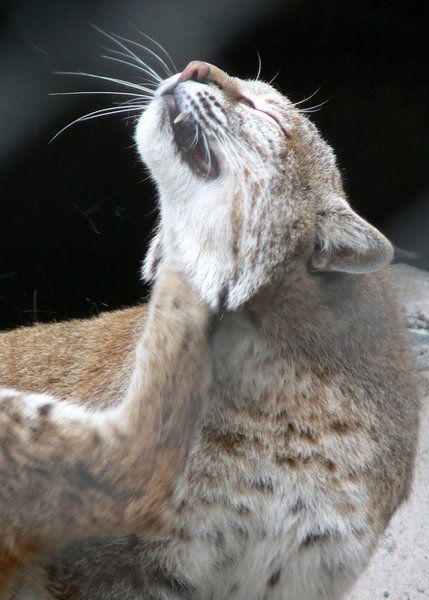 Ольга Катрук