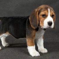 Никита Поликарпов