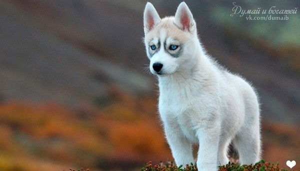 Юрий Горбачев