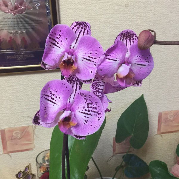 Татьяна Ушакова